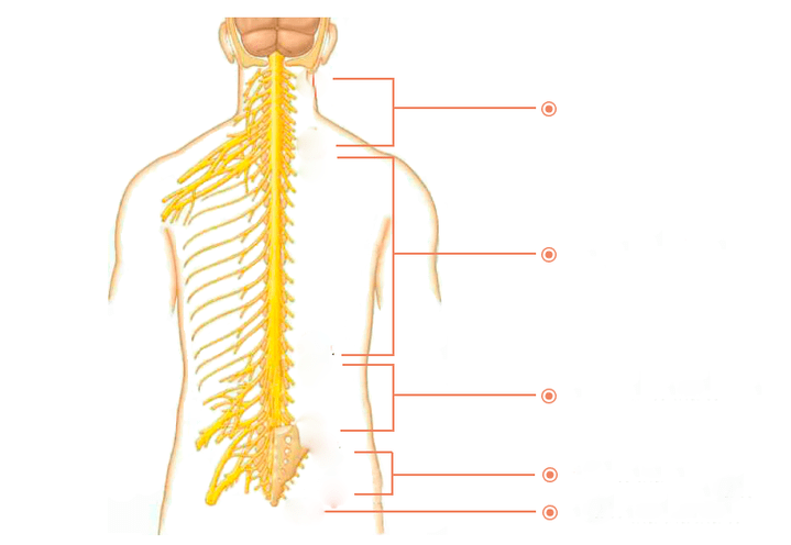 гръбначни нерви