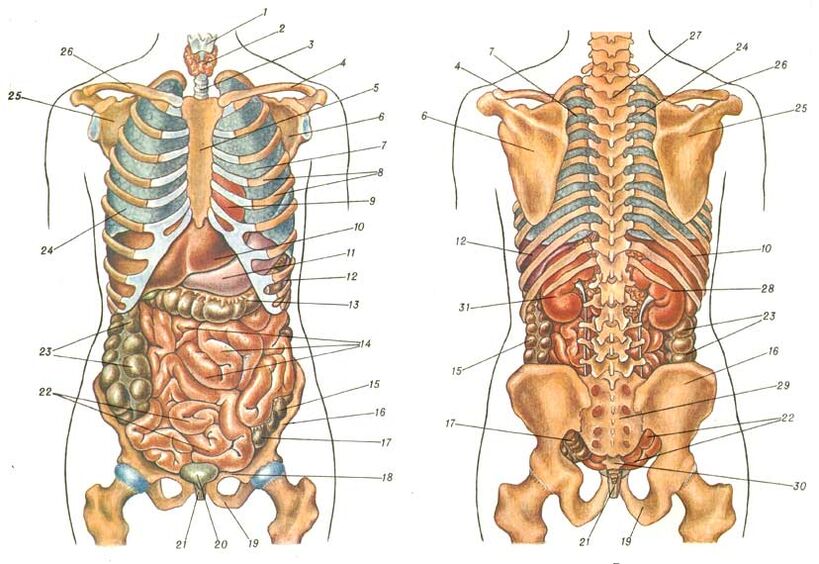 структура на тялото и болка под лявата лопатка